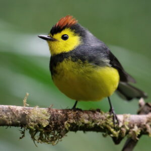 Collared Whitestart