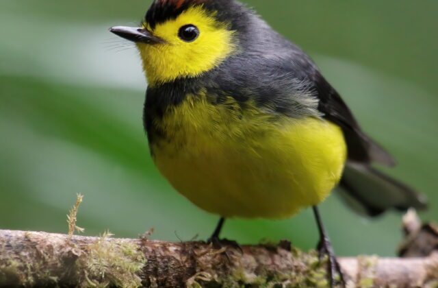 Collared Whitestart