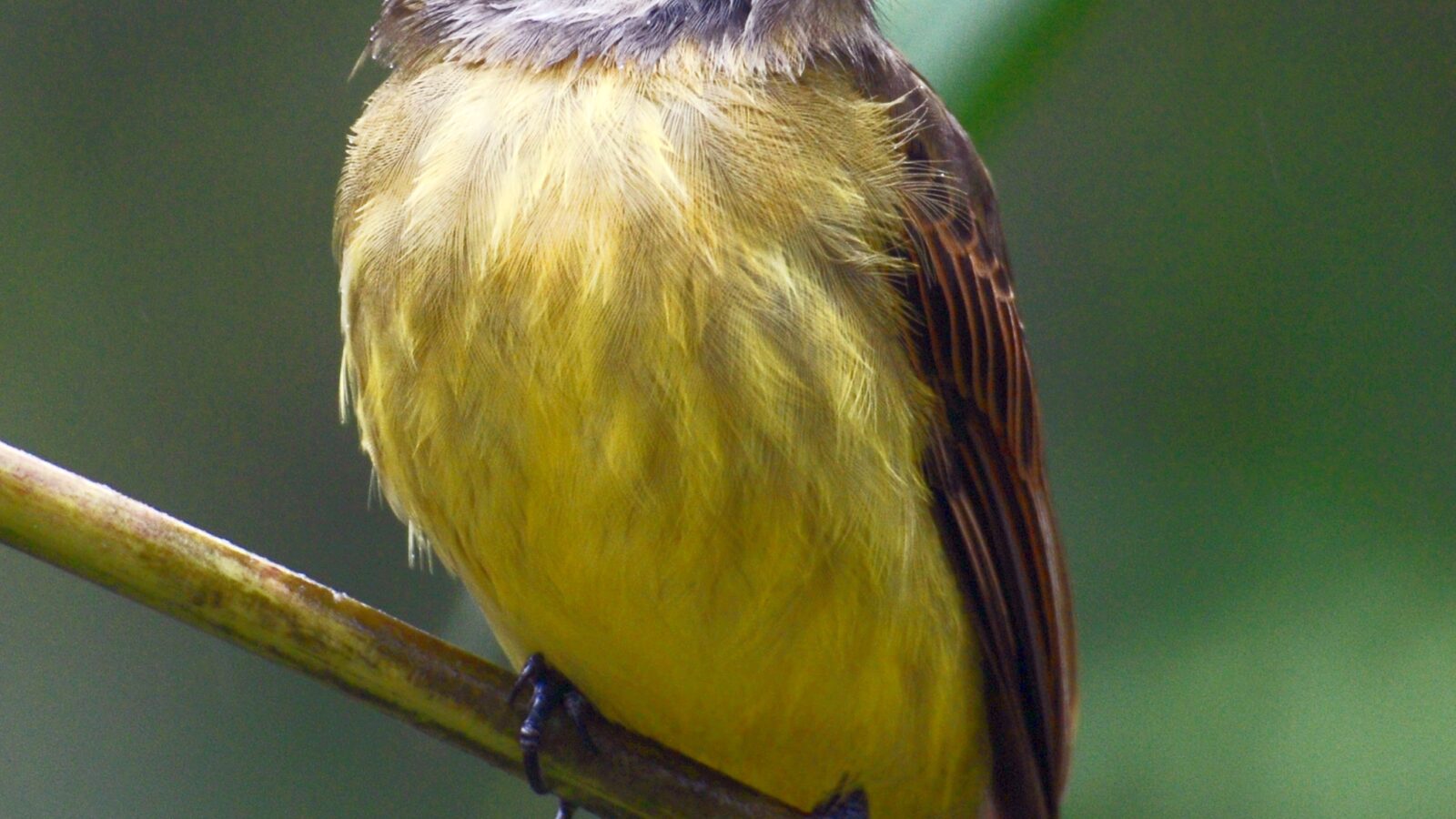 Golden-crowned Flycatcher