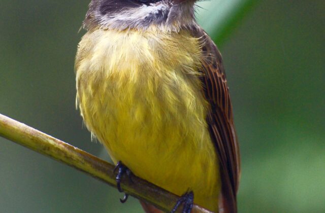 Golden-crowned Flycatcher