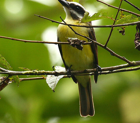 Golden-bellied Flycatcher