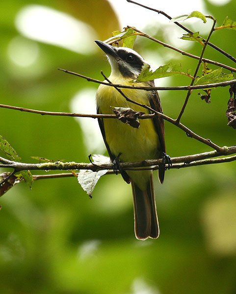 Golden-bellied Flycatcher