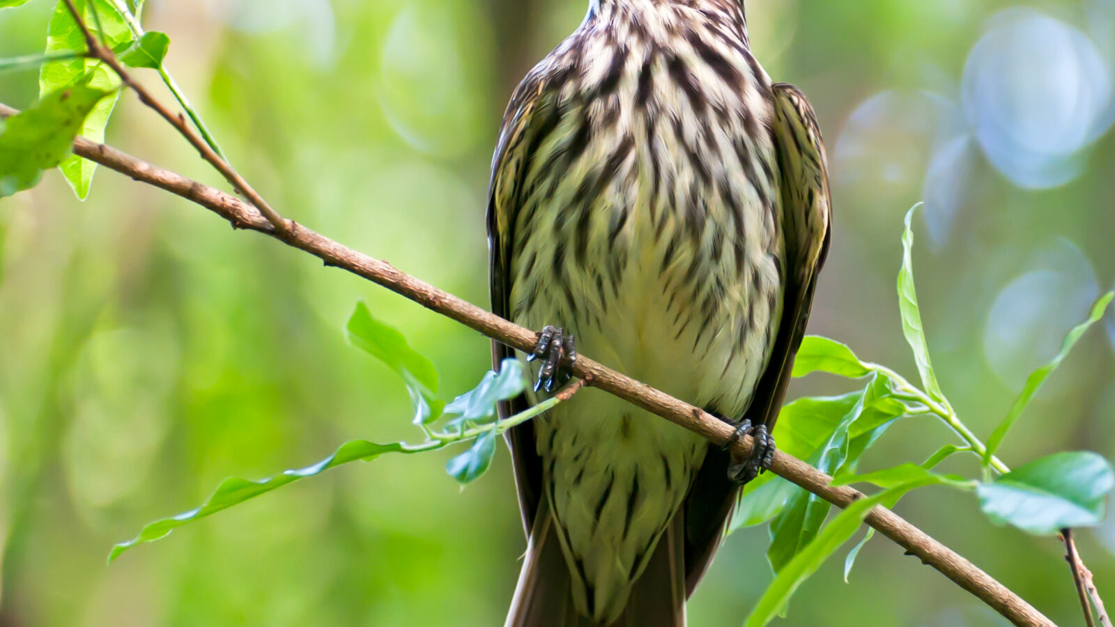 Streaked Flycatcher