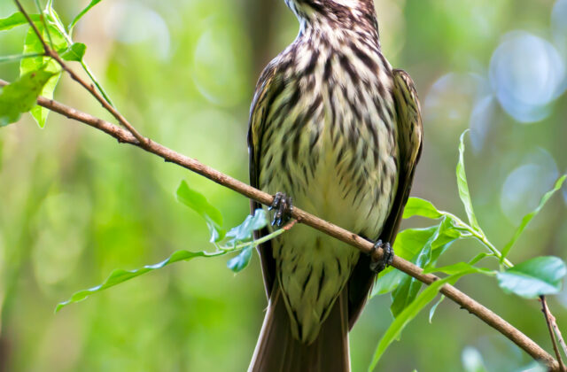 Streaked Flycatcher