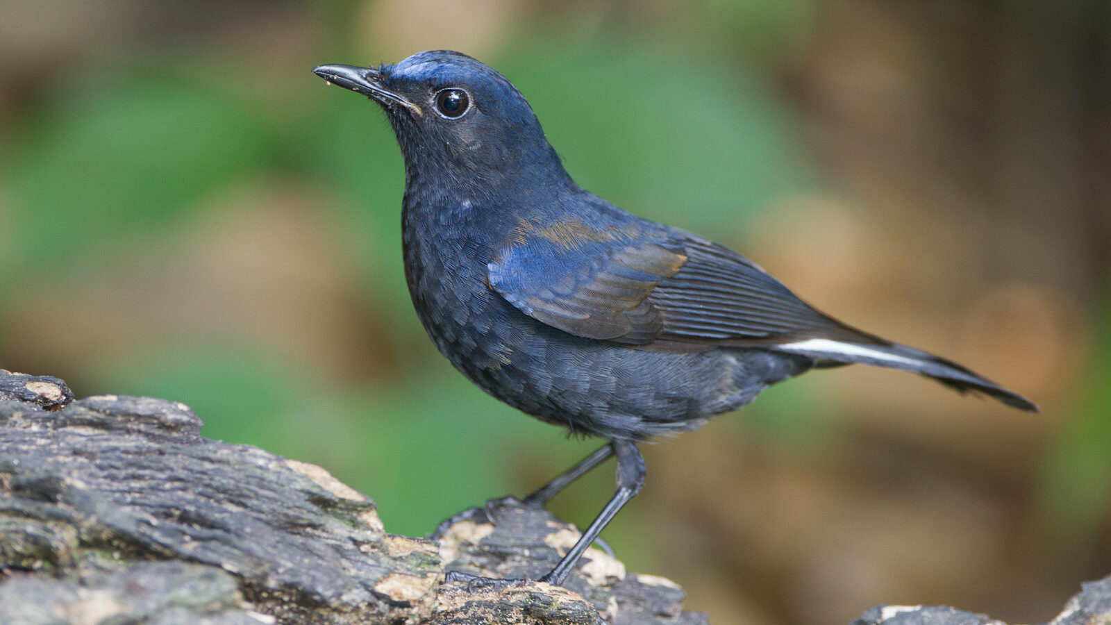 White-tailed Robin
