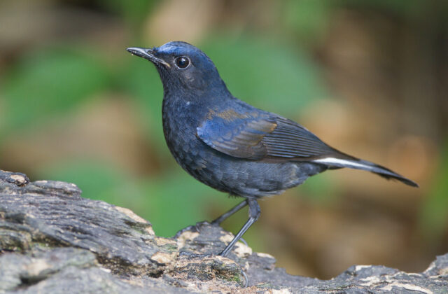 White-tailed Robin