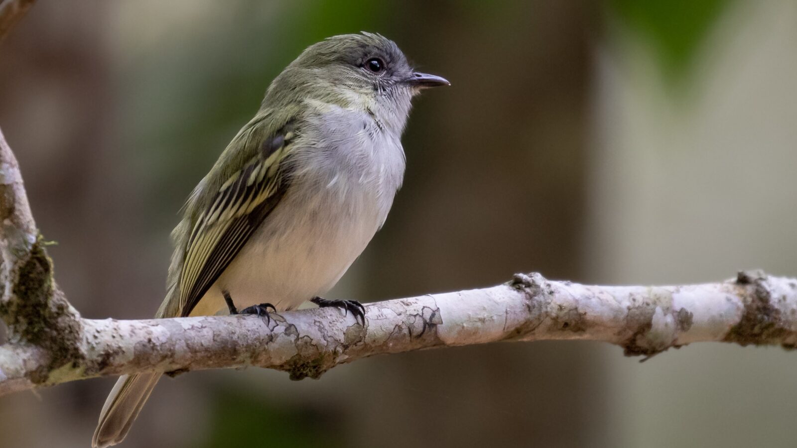 Grey-headed Elaenia