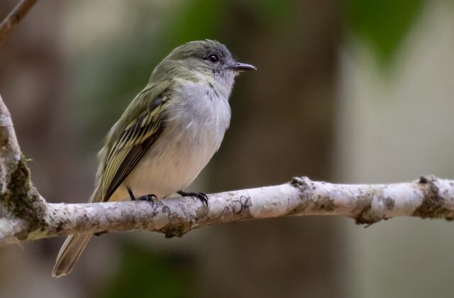 Grey-headed Elaenia