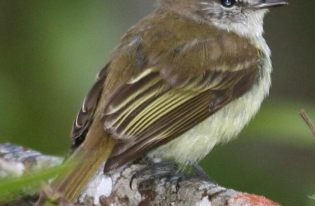 Jamaican Elaenia