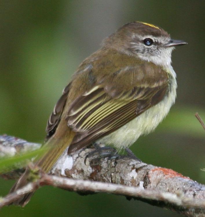 Jamaican Elaenia