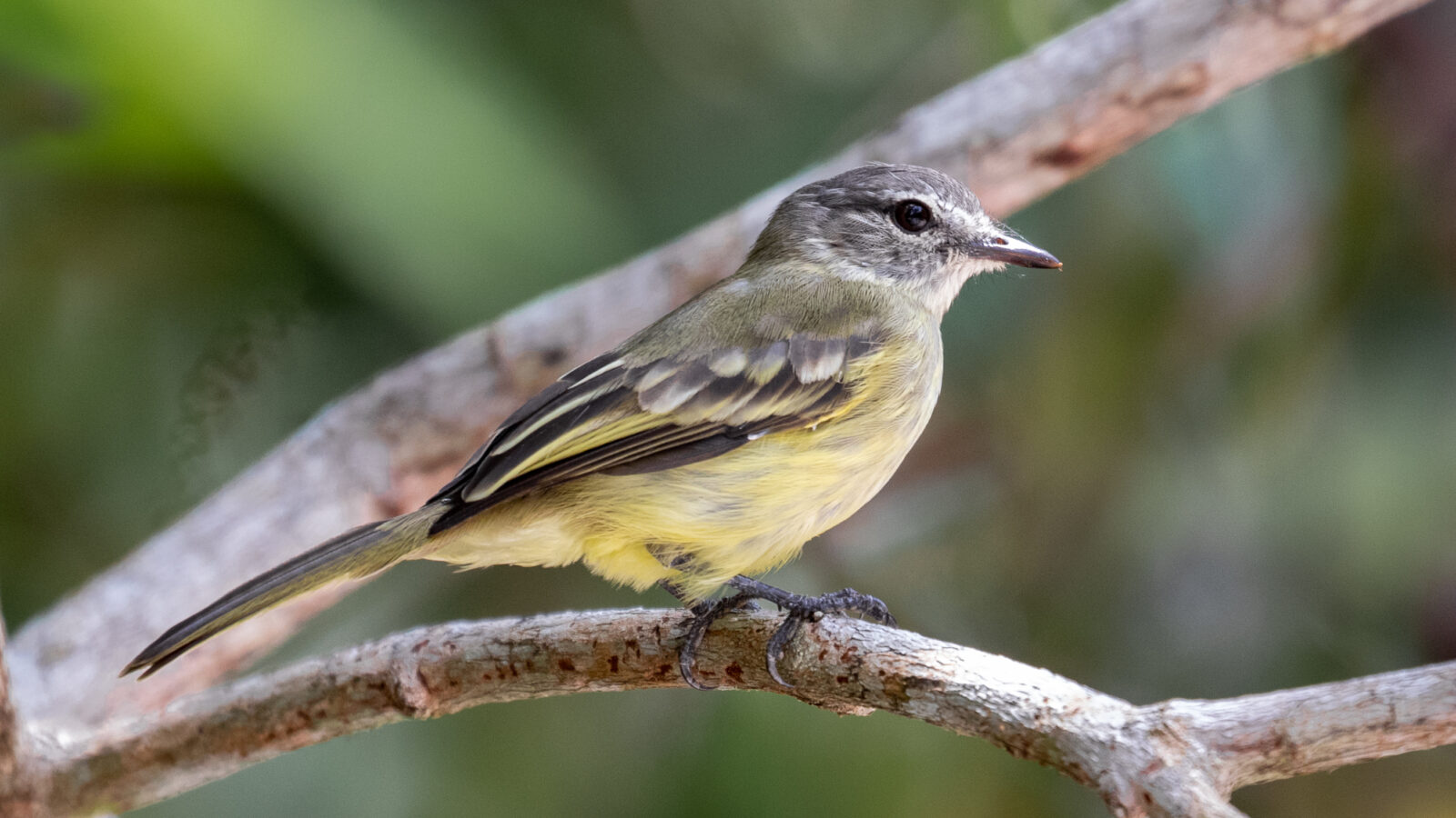 Forest Elaenia