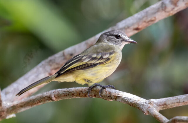 Forest Elaenia
