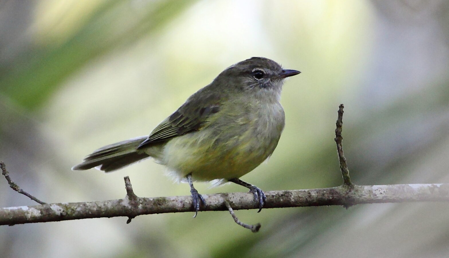 Greenish Elaenia