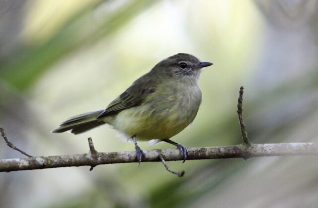 Greenish Elaenia