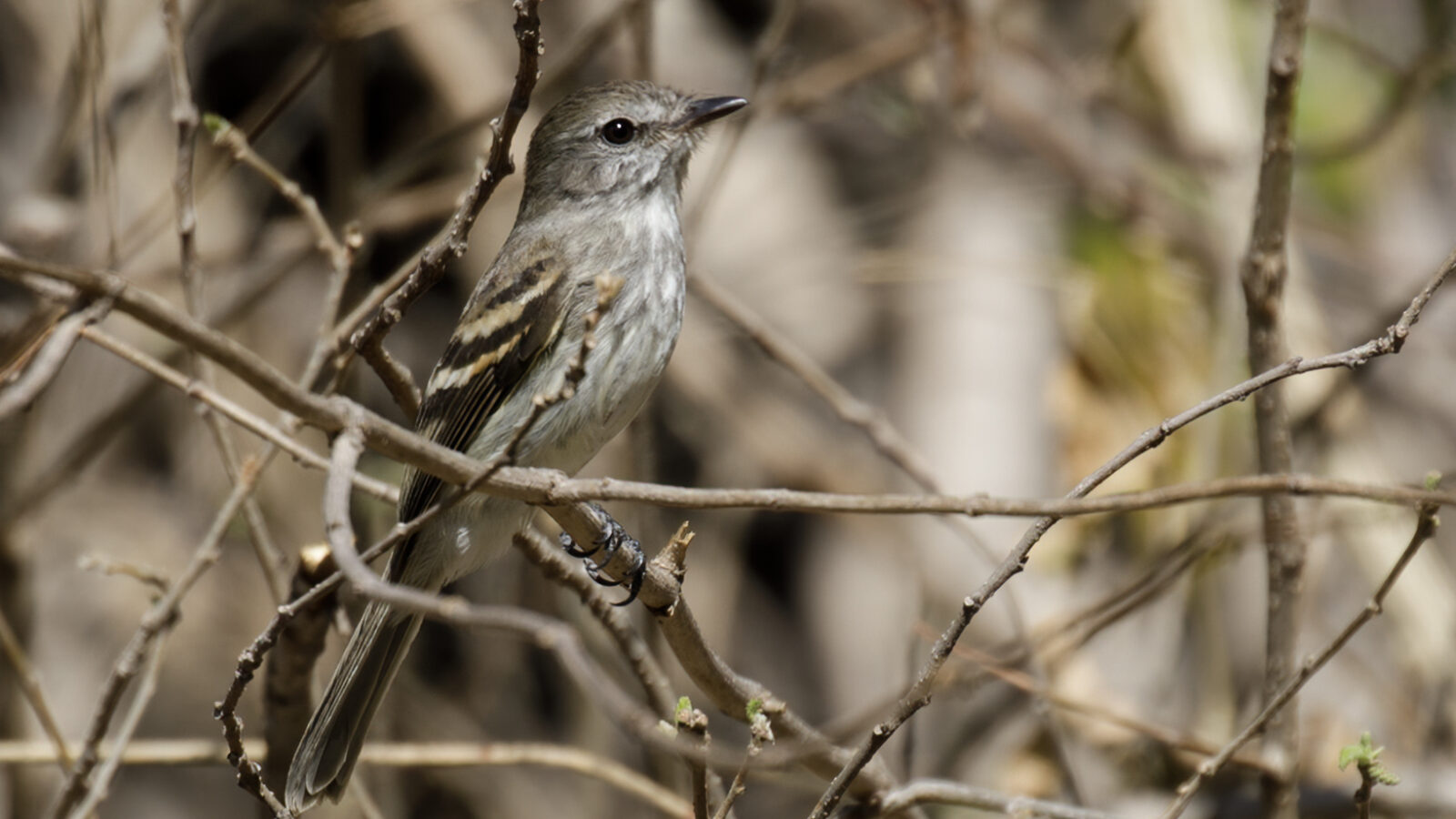 Mouse-grey Flycatcher