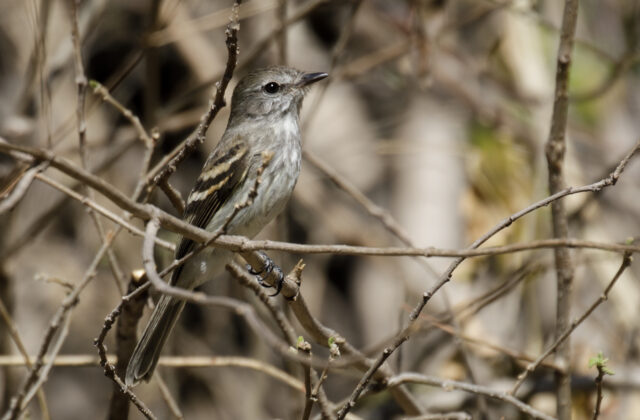 Mouse-grey Flycatcher