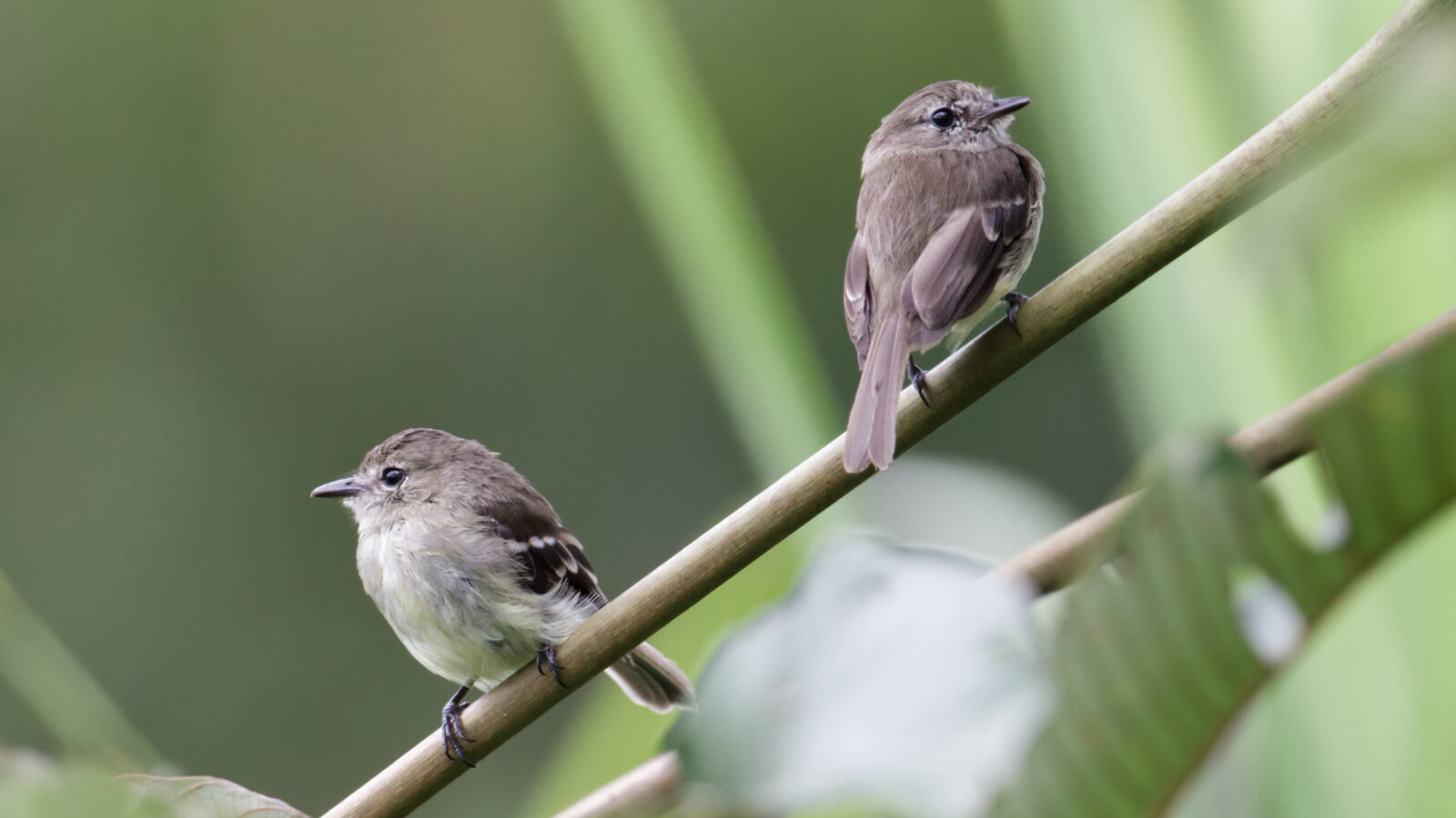 Olive-chested Flycatcher