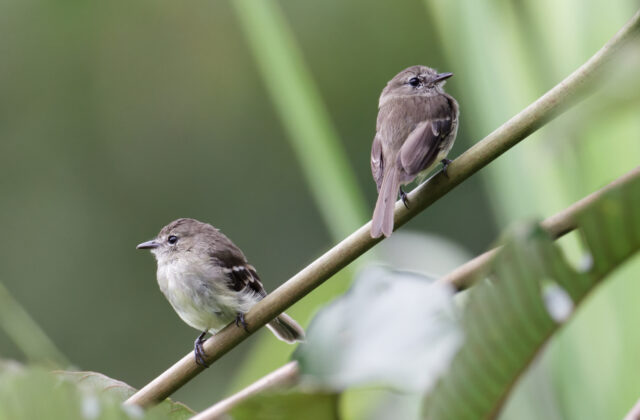 Olive-chested Flycatcher