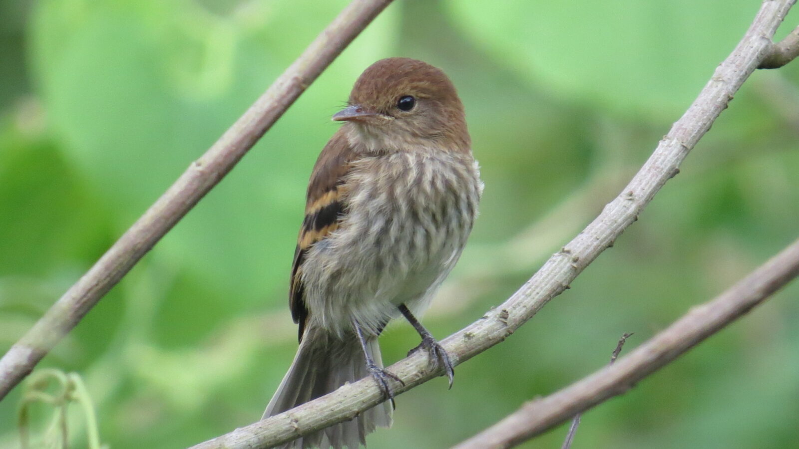 Bran-colored Flycatcher