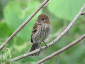 Bran-colored Flycatcher