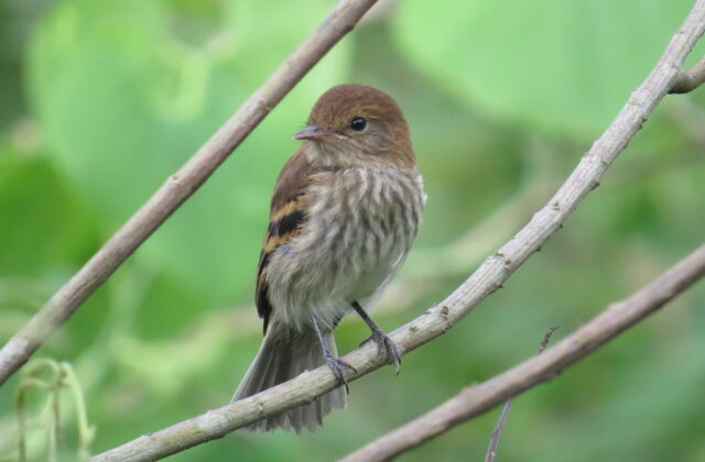 Bran-colored Flycatcher