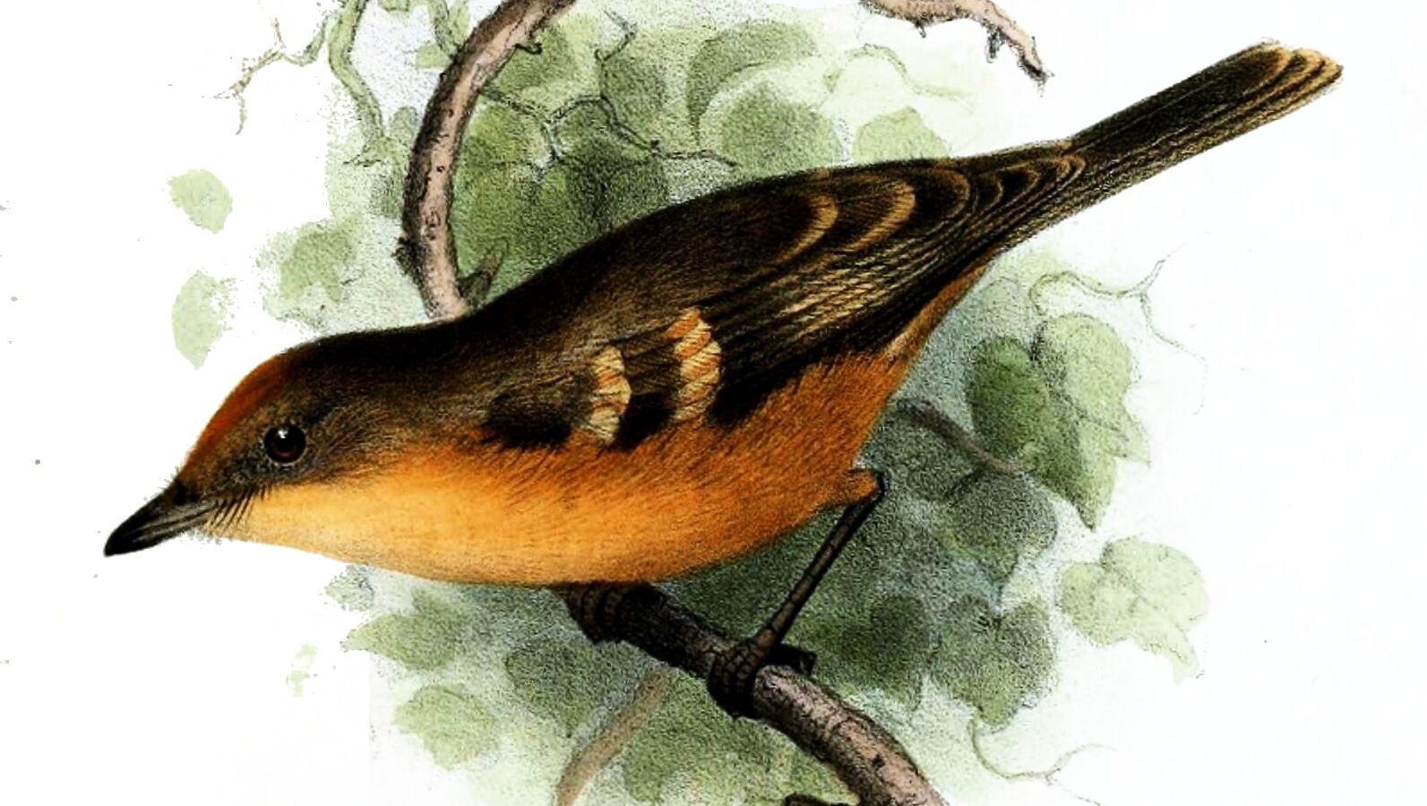 Rufescent Flycatcher