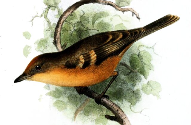 Rufescent Flycatcher