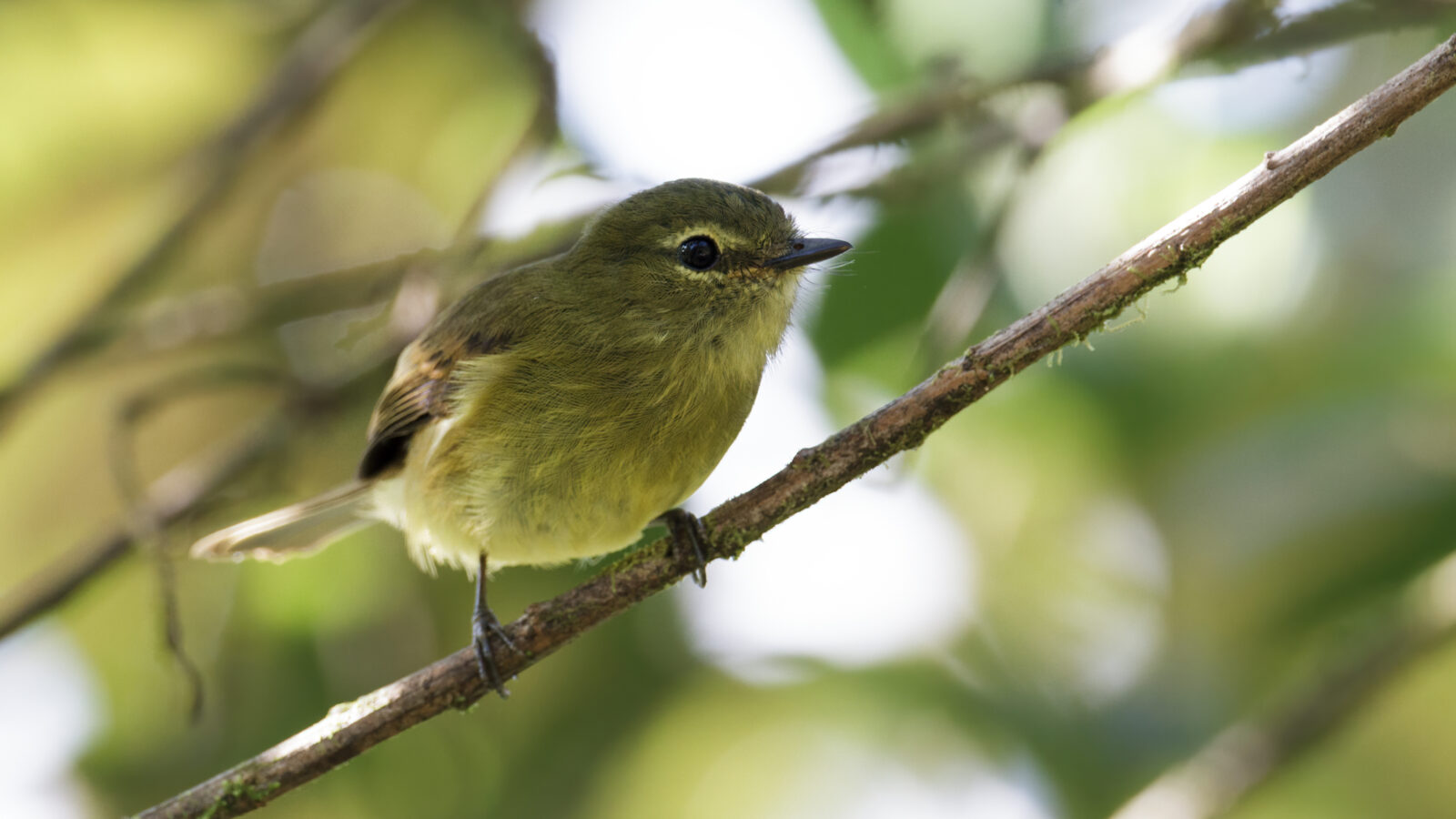 Flavescent Flycatcher