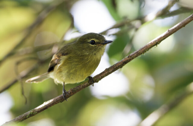 Flavescent Flycatcher