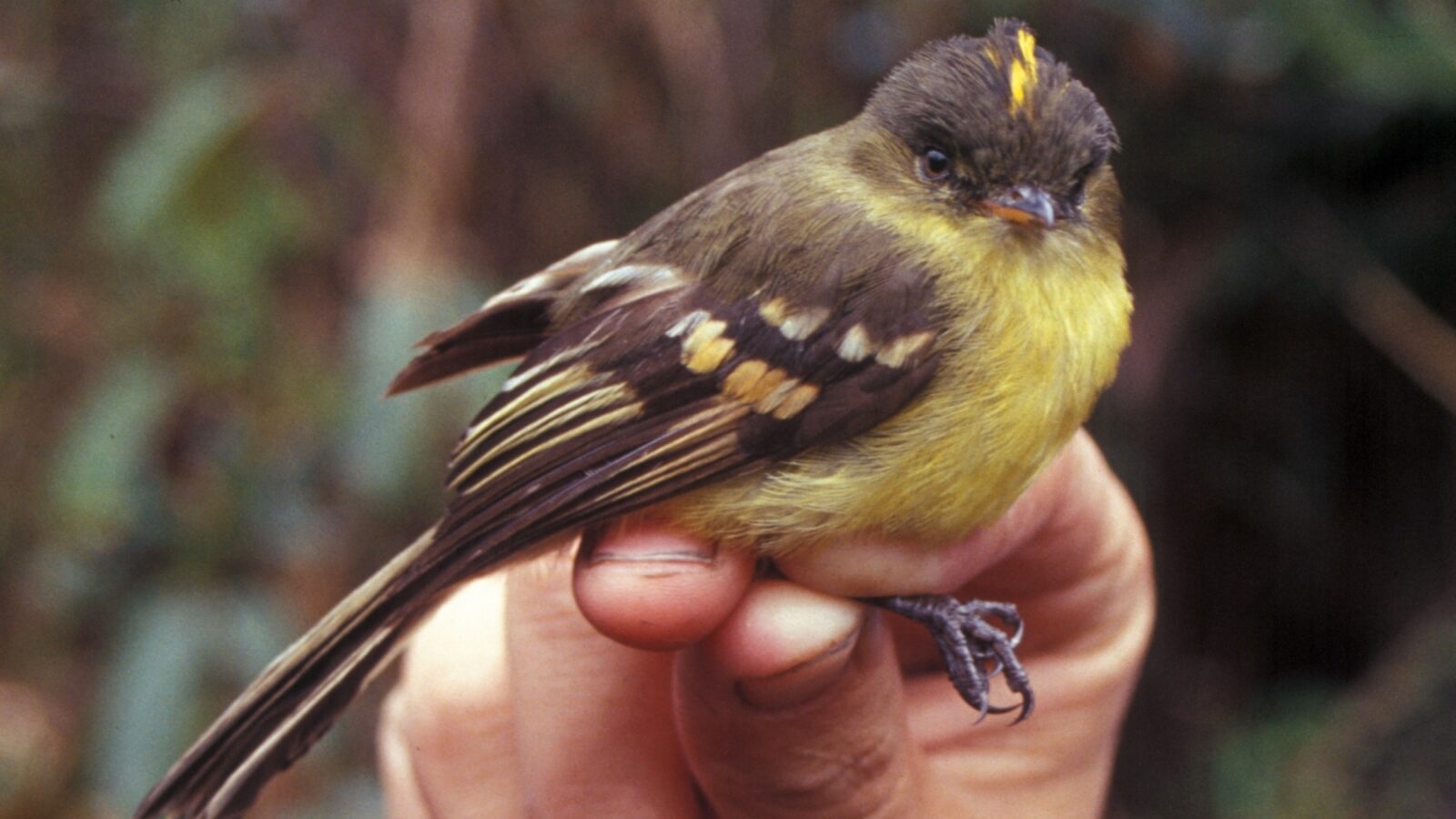 Orange-banded Flycatcher