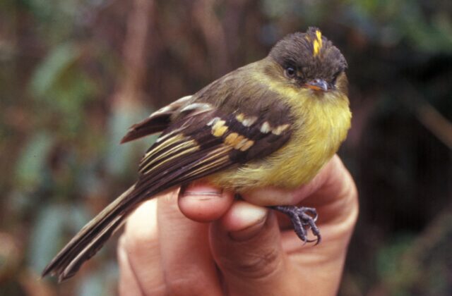 Orange-banded Flycatcher
