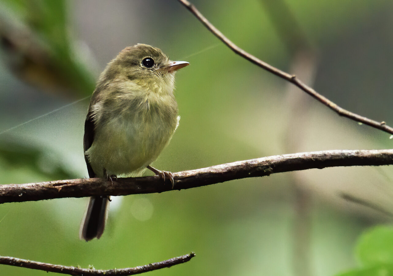 Orange-crested Flycatcher