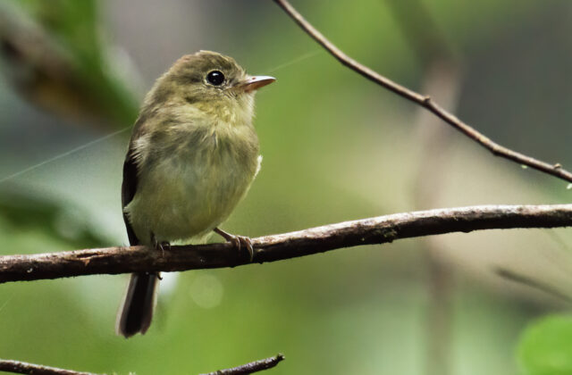Orange-crested Flycatcher