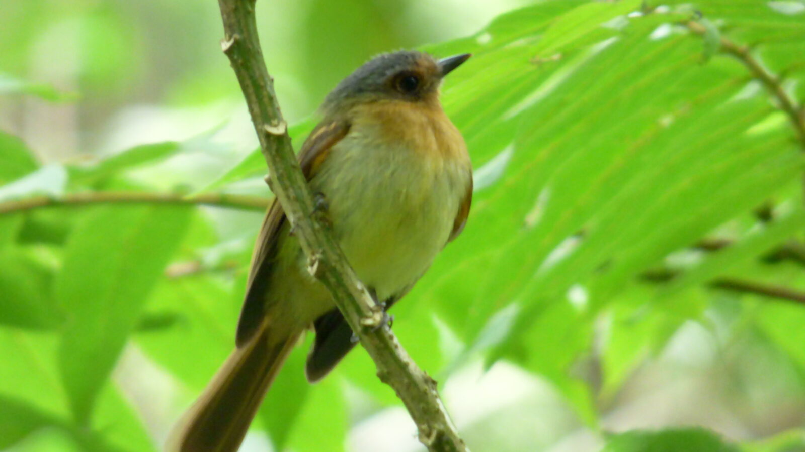 Handsome Flycatcher