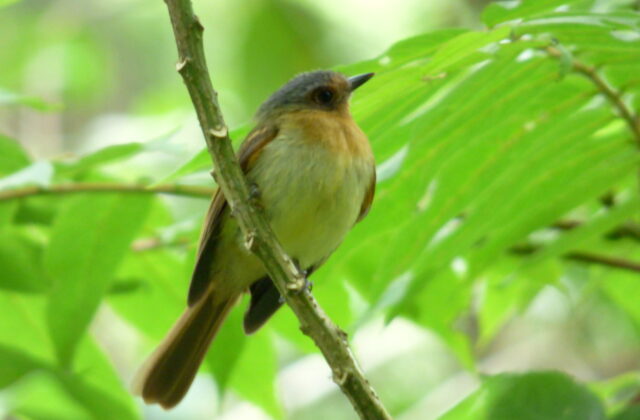 Handsome Flycatcher