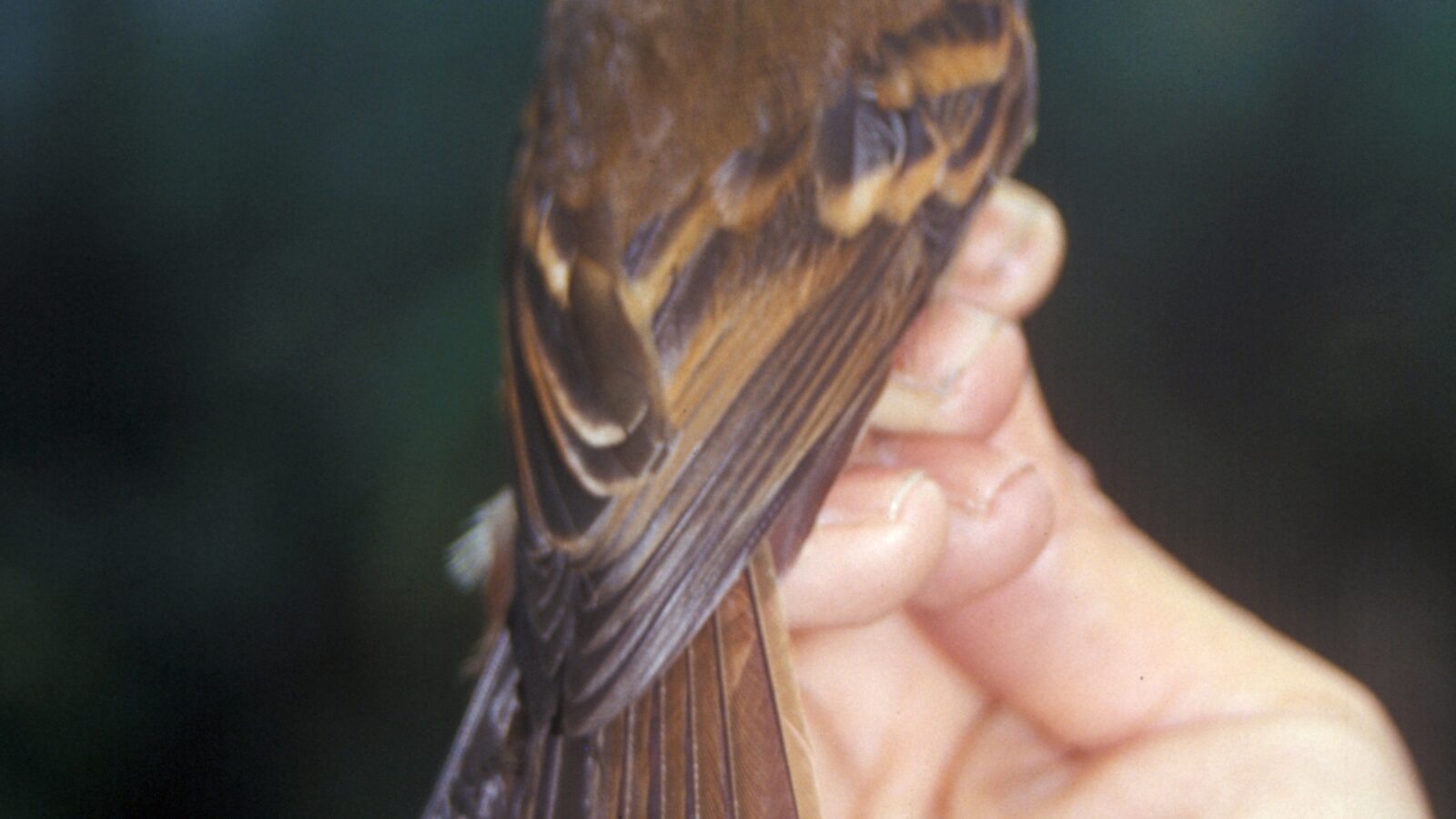 Roraiman Flycatcher