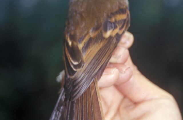 Roraiman Flycatcher