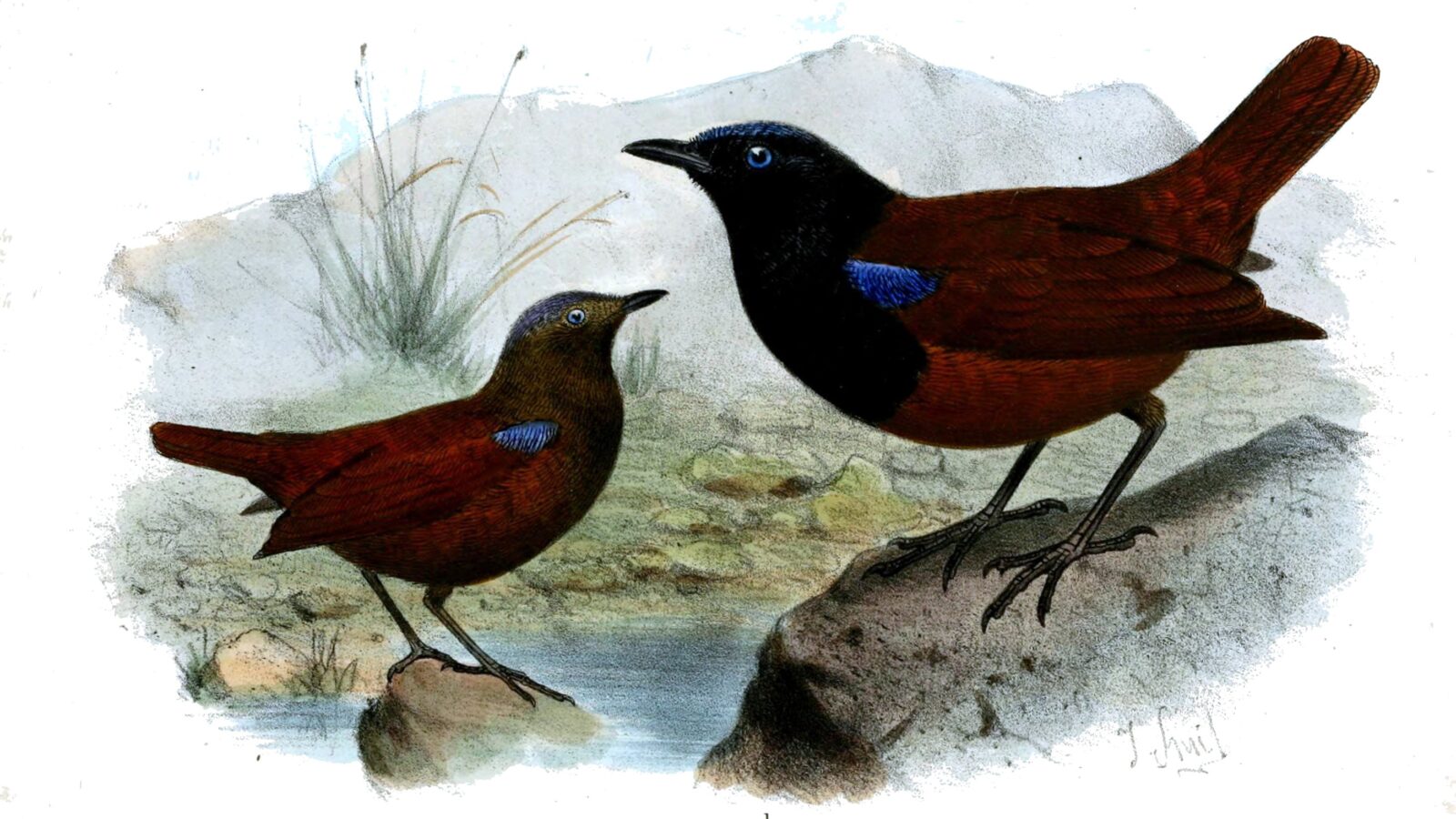 Brown-winged Whistling Thrush