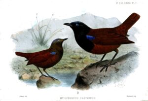 Brown-winged Whistling Thrush