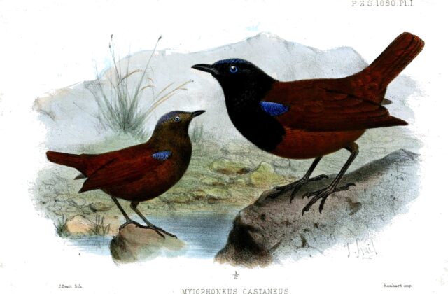 Brown-winged Whistling Thrush