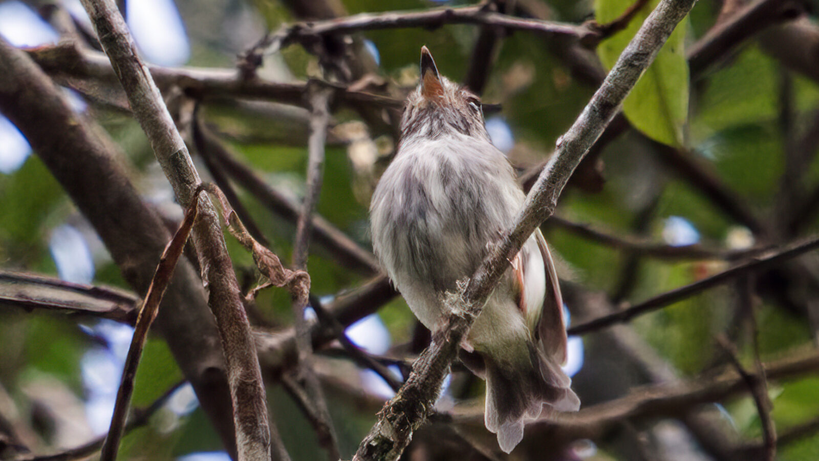 White-bellied Pygmy Tyrant