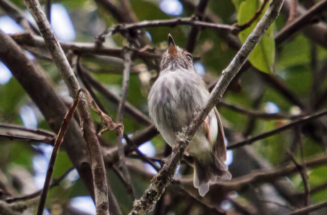 White-bellied Pygmy Tyrant