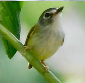 Black-capped Pygmy Tyrant