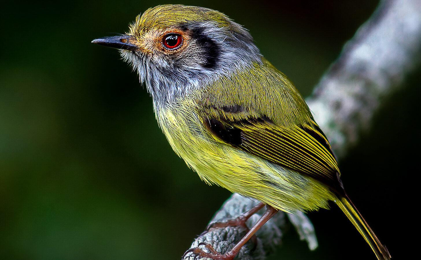 Eared Pygmy Tyrant