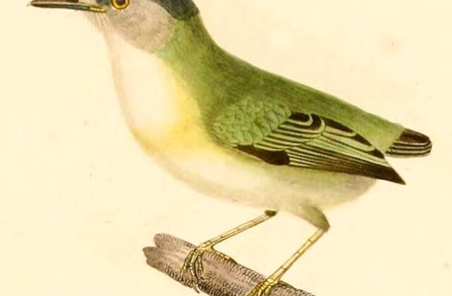 Short-tailed Pygmy Tyrant