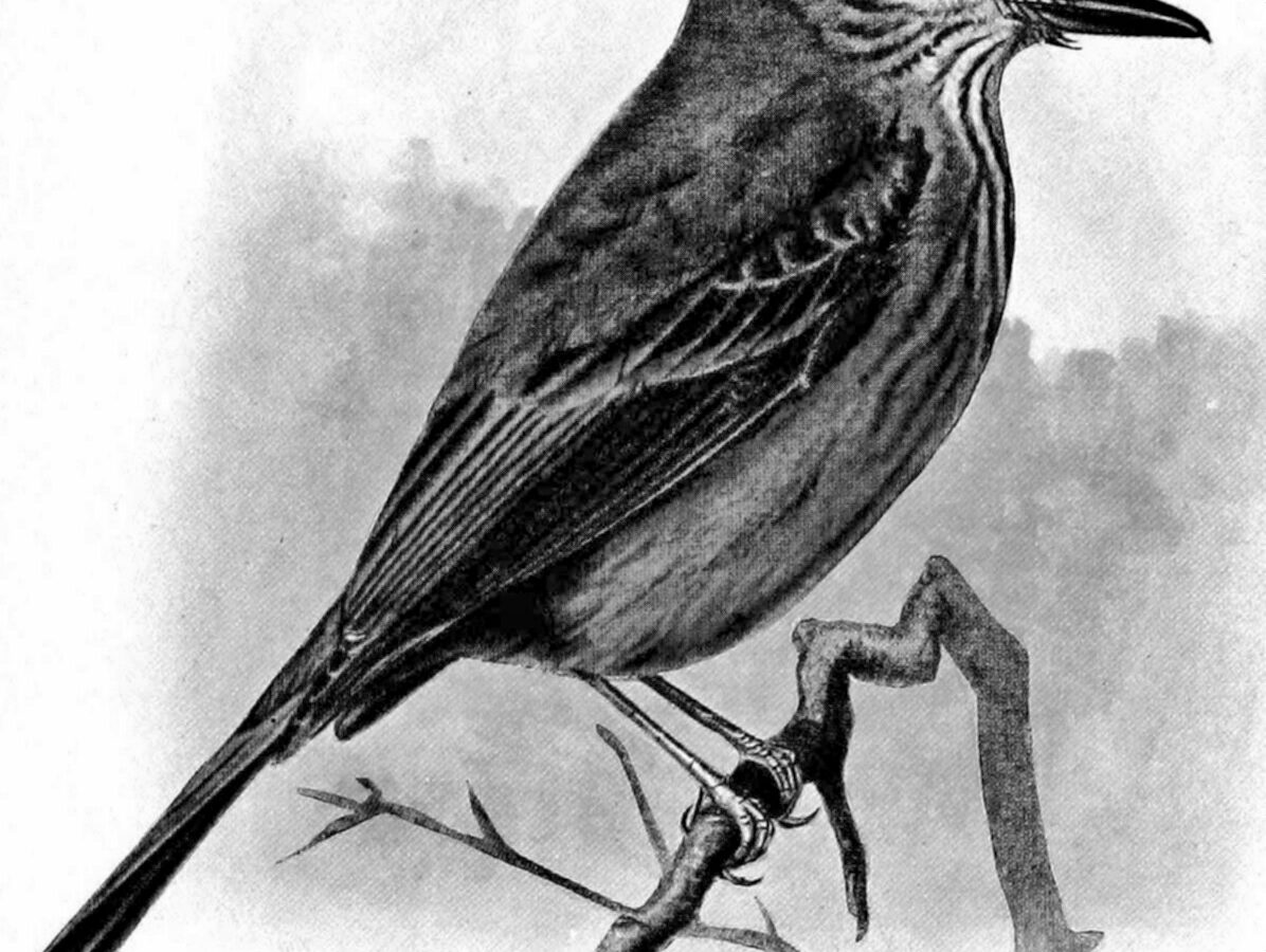 Santa Marta Bush Tyrant