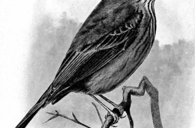 Santa Marta Bush Tyrant