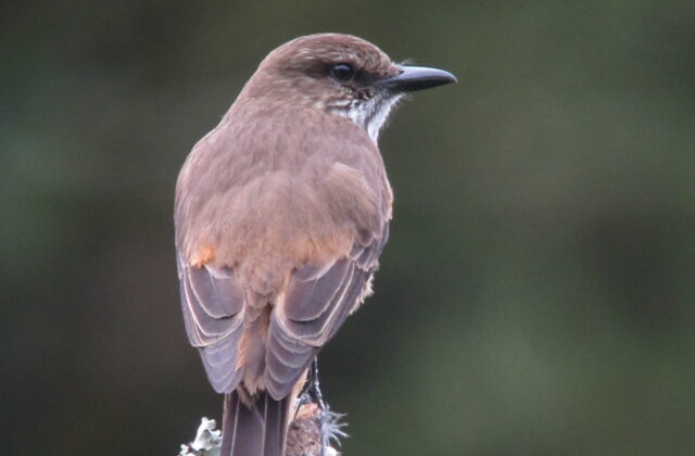 Streak-throated Bush Tyrant