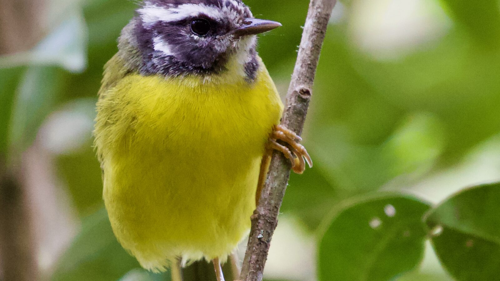 Santa Marta Warbler