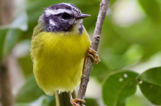 Santa Marta Warbler